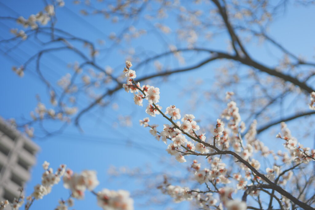 Sakura