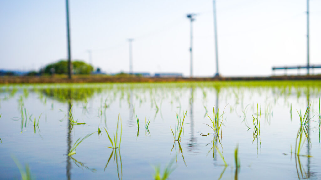 田植え